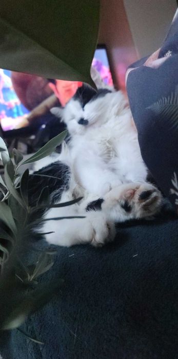 Kotek/kotka junior znaleziona szuka kochającego domu do poniedziałku