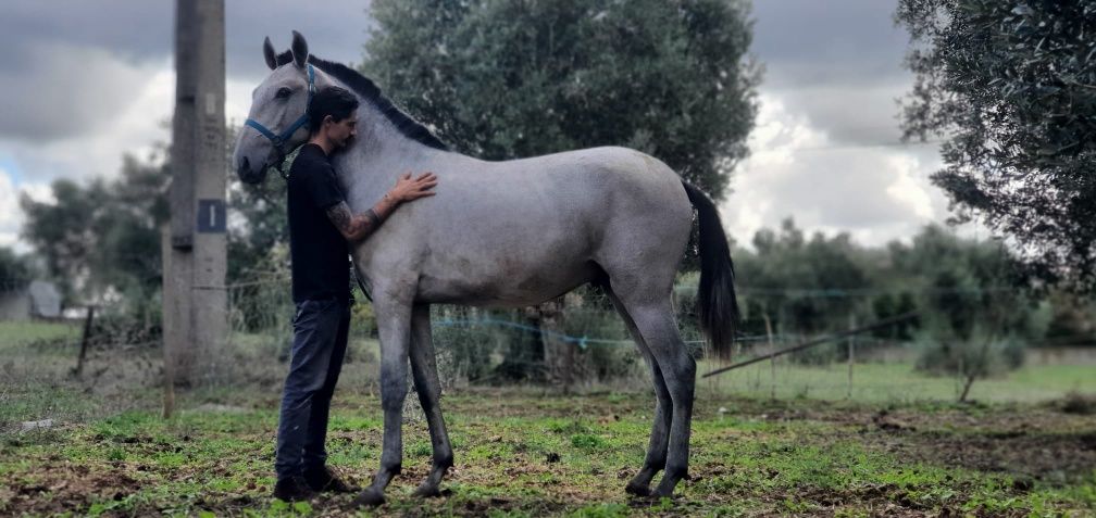 Poldro lusitano livro azul 26 meses grande 1,60cm ainda cresce mais