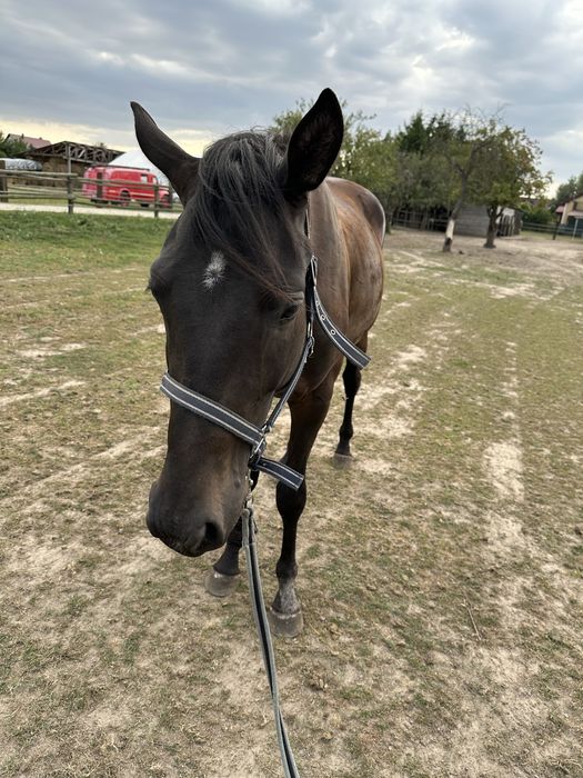 3 letni wałach PKS Habir