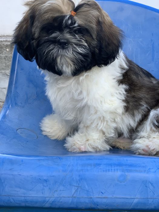 Щенята породи ши-тцу