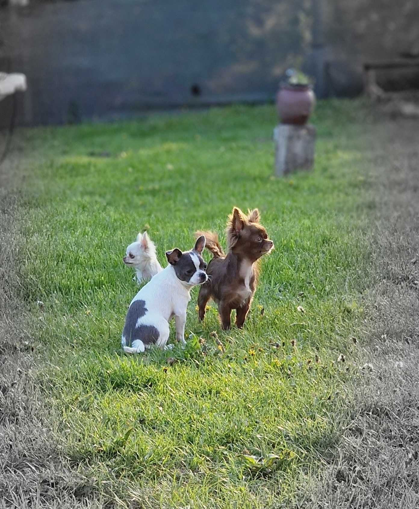 Biało niebieskiego chłopiec Chihuahua juz do odbioru