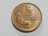 Stara miedziana moneta 5 groszy z 1949 roku