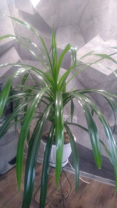 Панданус квітка.