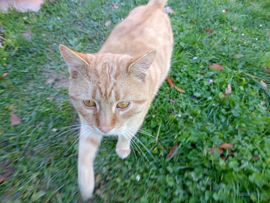 Oddam kota - TYLKO w dobre ręce