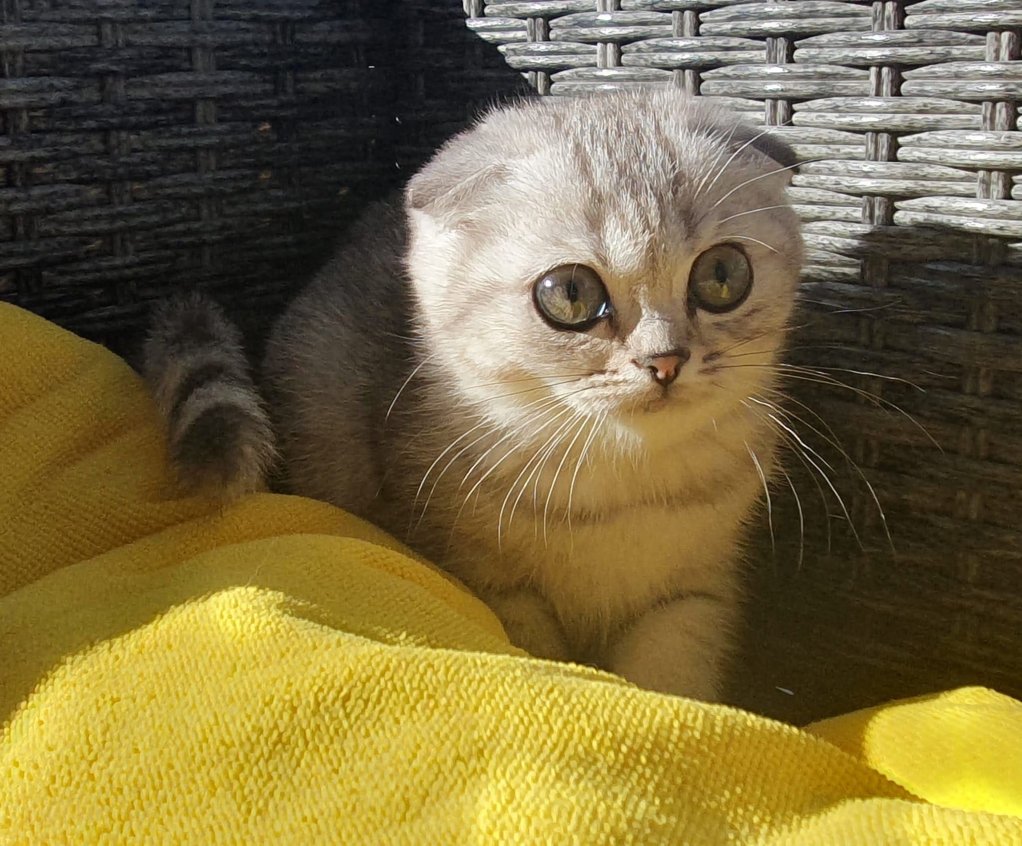 Gatinha Scottish Fold