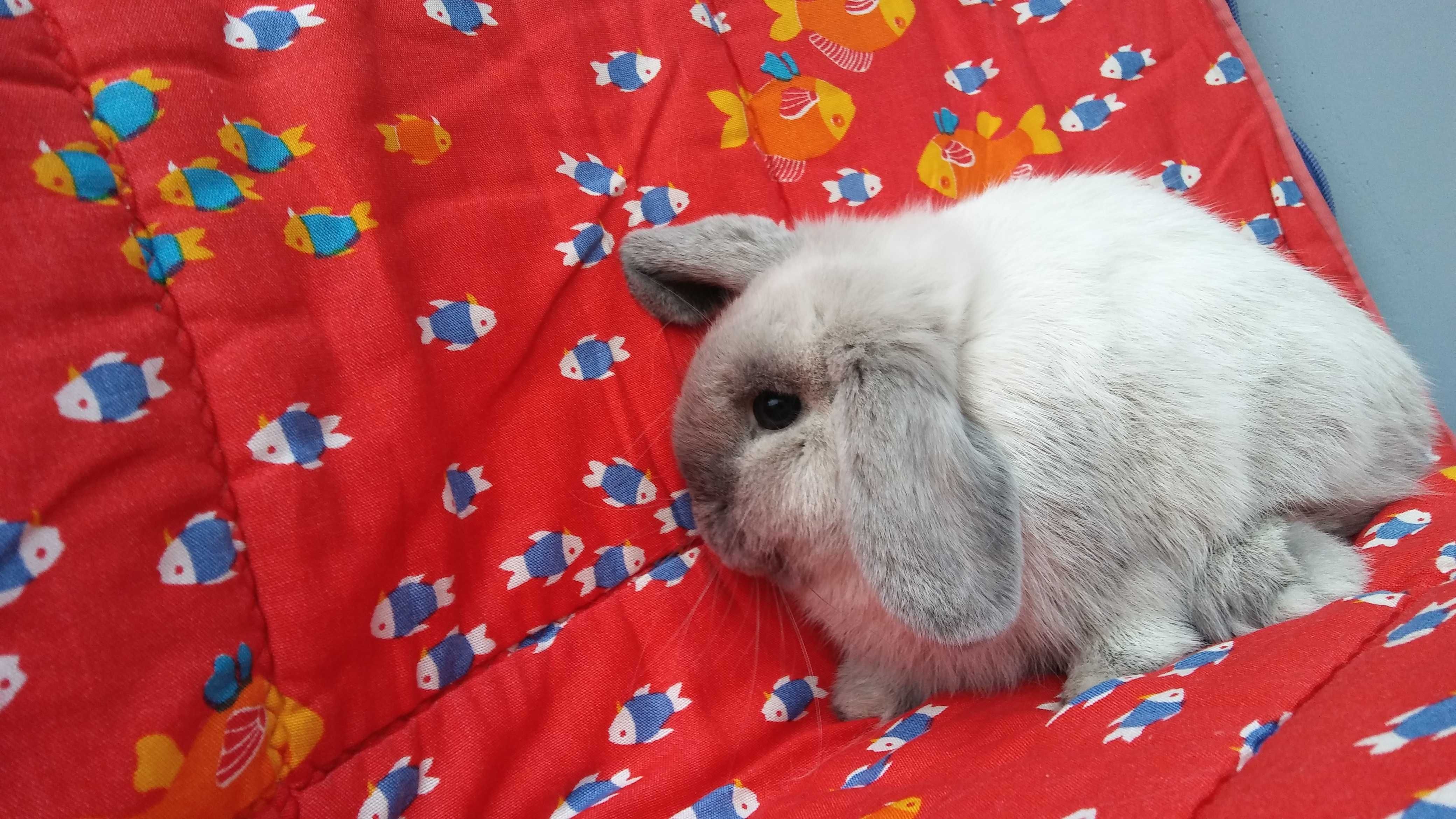 Mini Lop seal point rasowe Kraków Hodowla Zarejestrowana