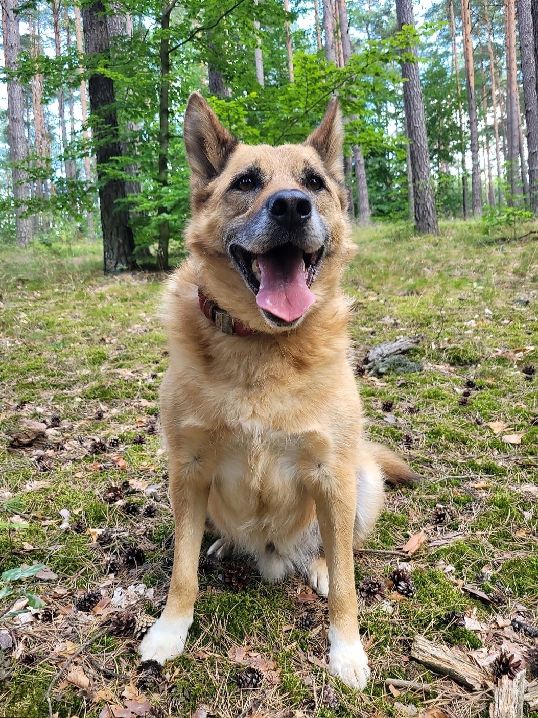 Rudy Pies szuka domu / do adopcji