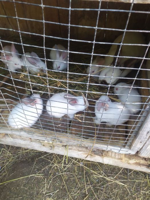 Кролики кролі каліфорнійці