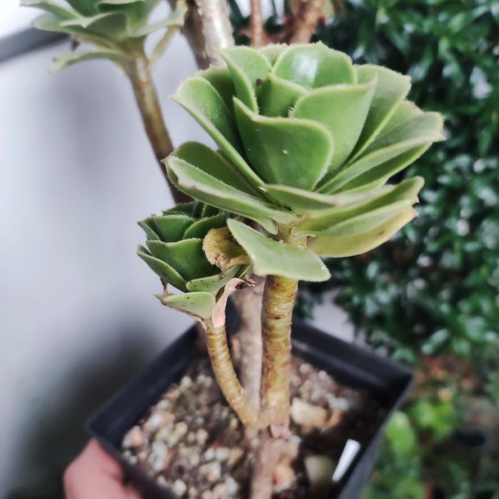 Аеоніум aeonium fiesta var