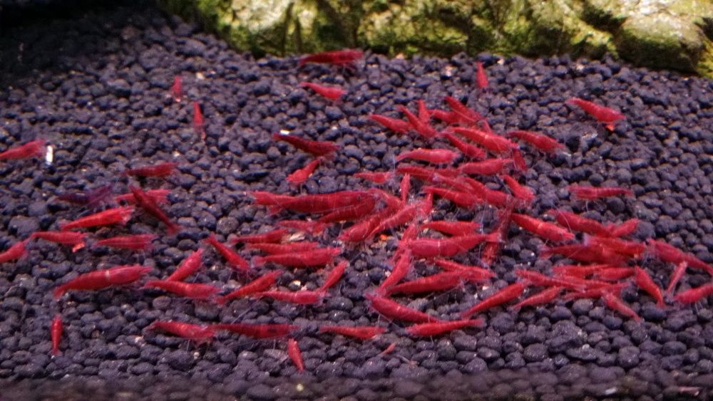 Krewetki Bloody Mary Warszawa metro Racławicka super jakość!