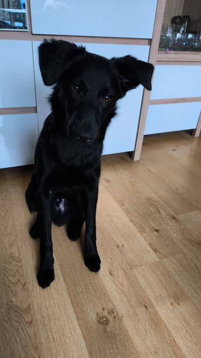 7-miesięczny szczeniak