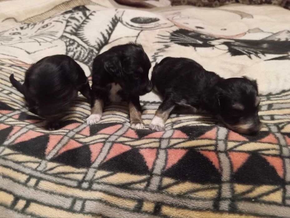 Метиси спаніельки