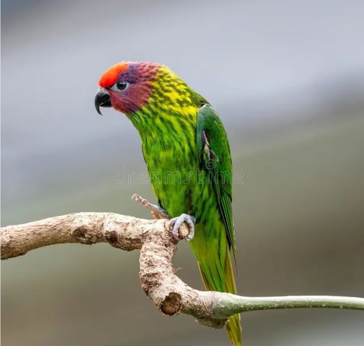 Casal de Loris Goldiei
