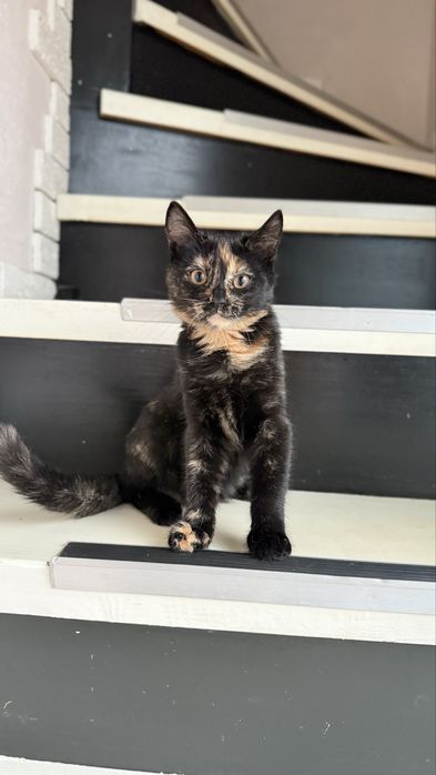 Отдам котенка в добрые руки