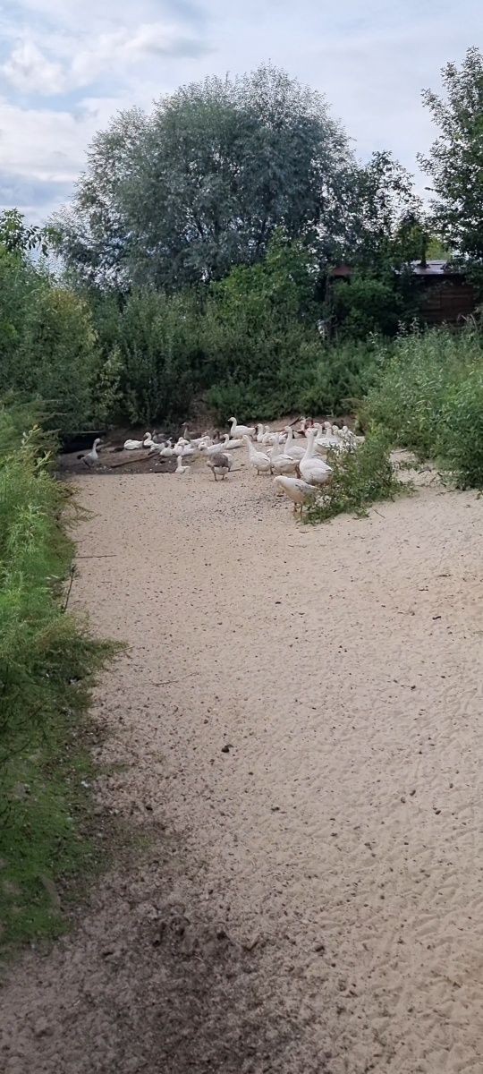 инкубационное Датский Легарт, яйцо Гуси,гусь, гусята, циплята, утята,