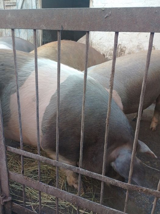 Продам свиней живою вагою