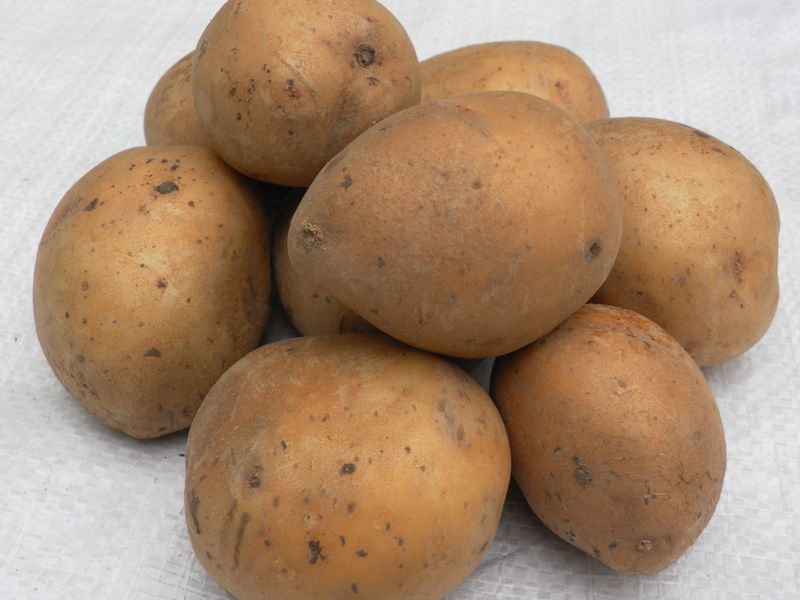 Ziemniaki jadalne VINETA LEAA pakowane w worki 15,30,50 kg