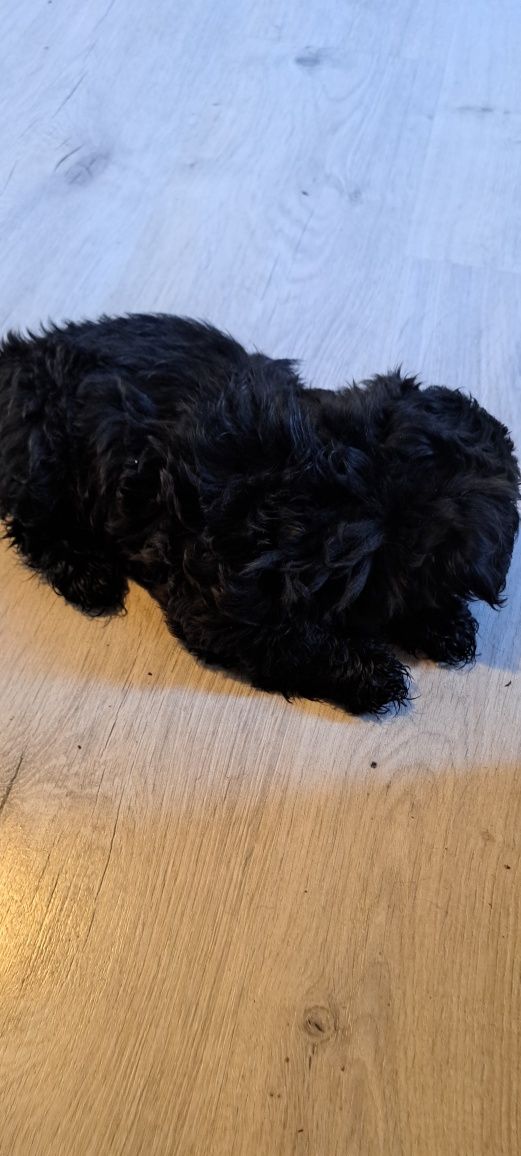 Śliczny piesek shih tzu miniaturka