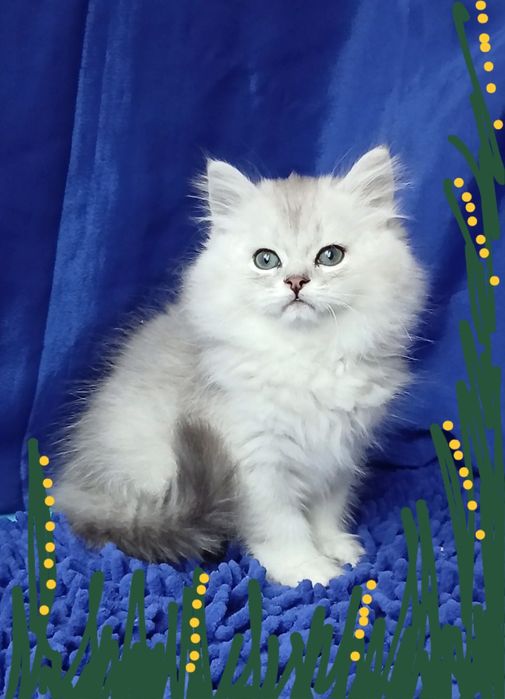 Серебристая шиншилла мальчик длинношерстный британский