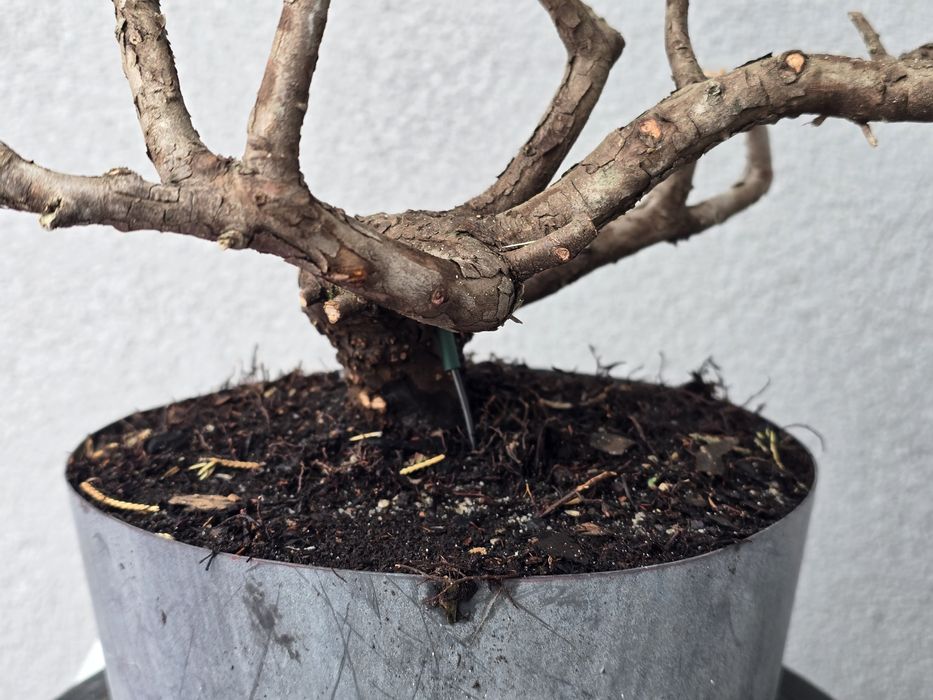 PRE BONSAI - jałowiec chiński