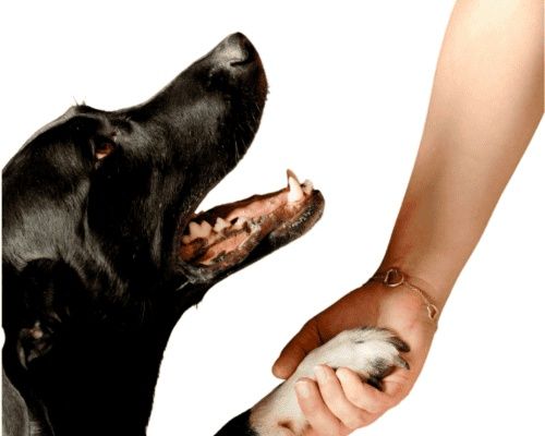 Serviço de pet sitting