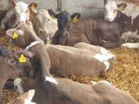 Sprzedaż bydła mieszanego różne rasy rodzaje waga od120kg