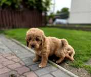 GOLDENDOODLE piesek f1 medium i standard