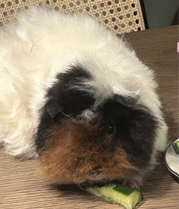 Świnka morska us teddy