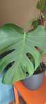 Kwiat Monstera w doniczce
