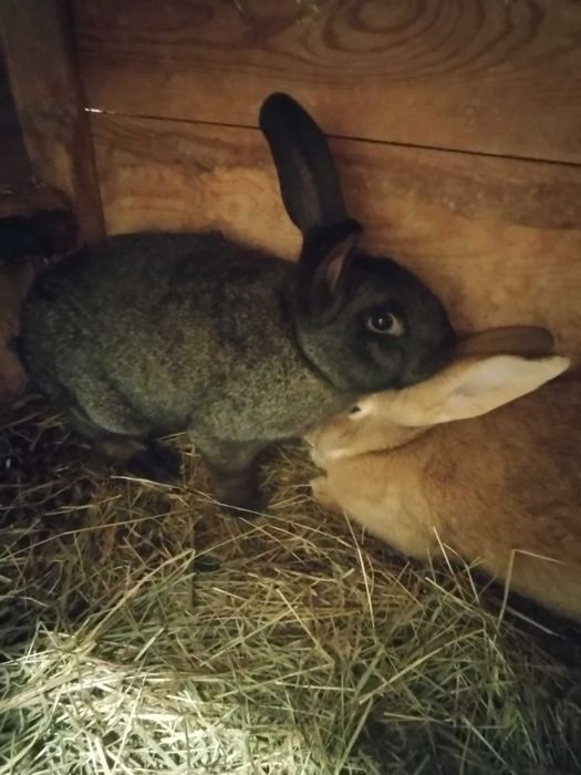 Sprzedam króliki