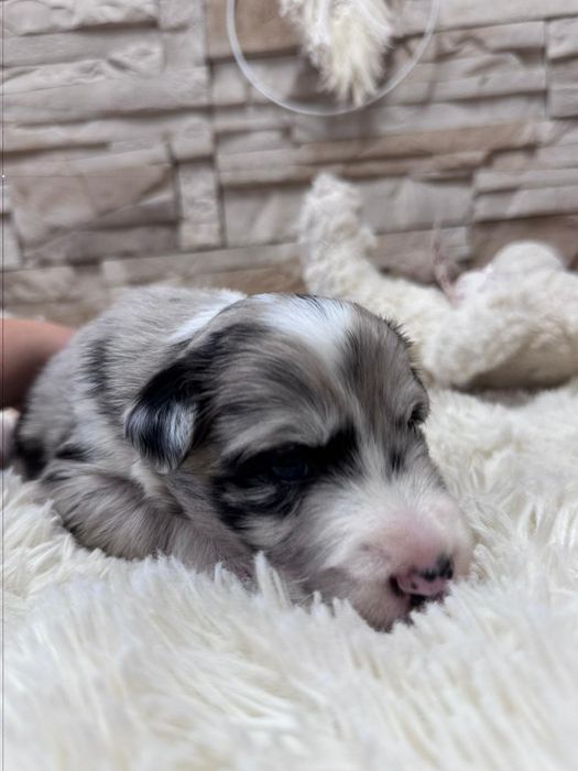 Border collie blue merle suczka niebieskie oczy