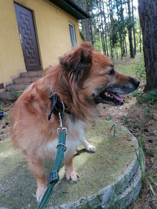 DIEGO duży pies szuka domu