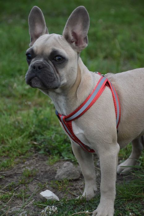 Buldog francuski suczka lilak unikat