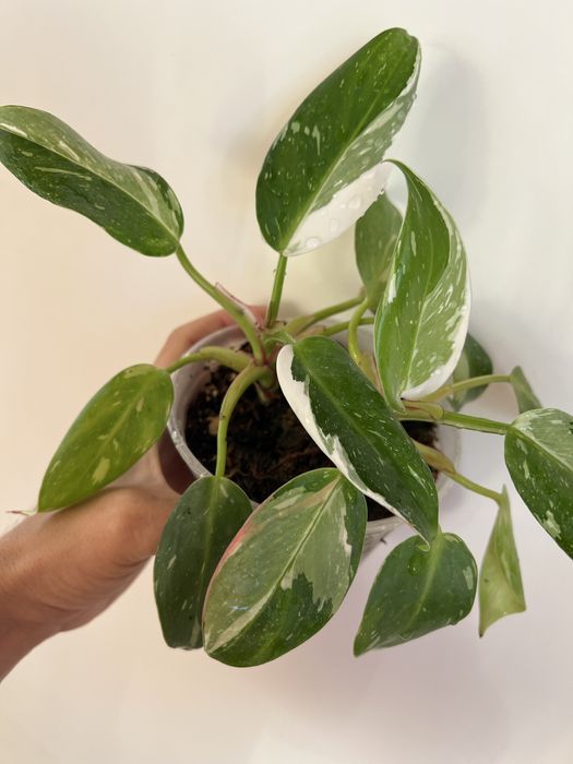 Филодендрон Белая принцеса (White Princess) tricolor