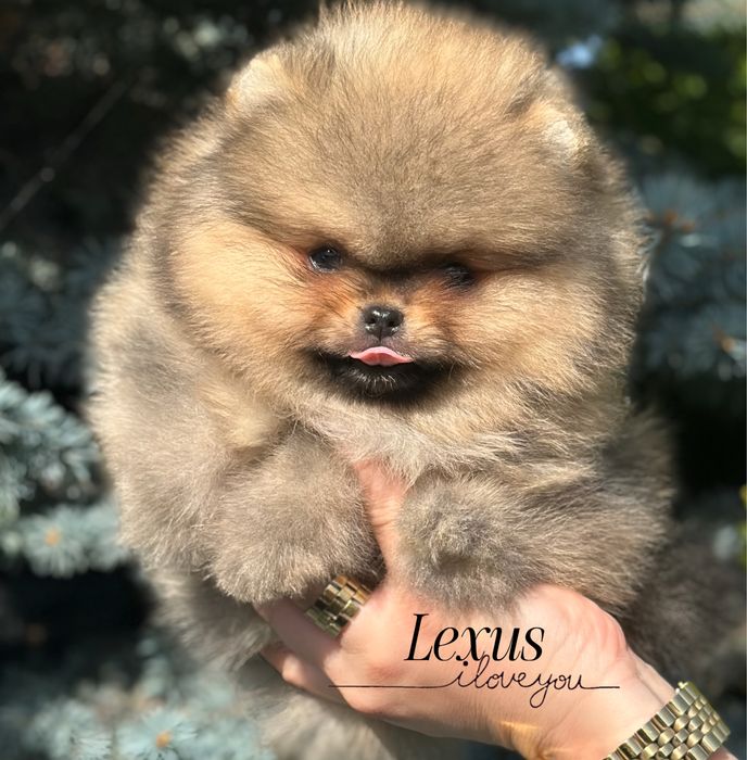 Pomeranian/szpic miniaturowy