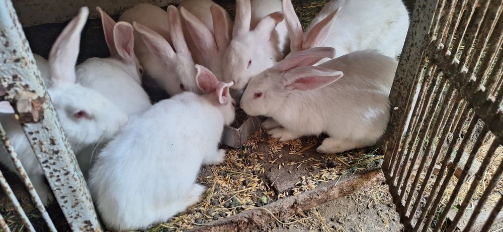 Króliki samce samice termondzkie, mięsne