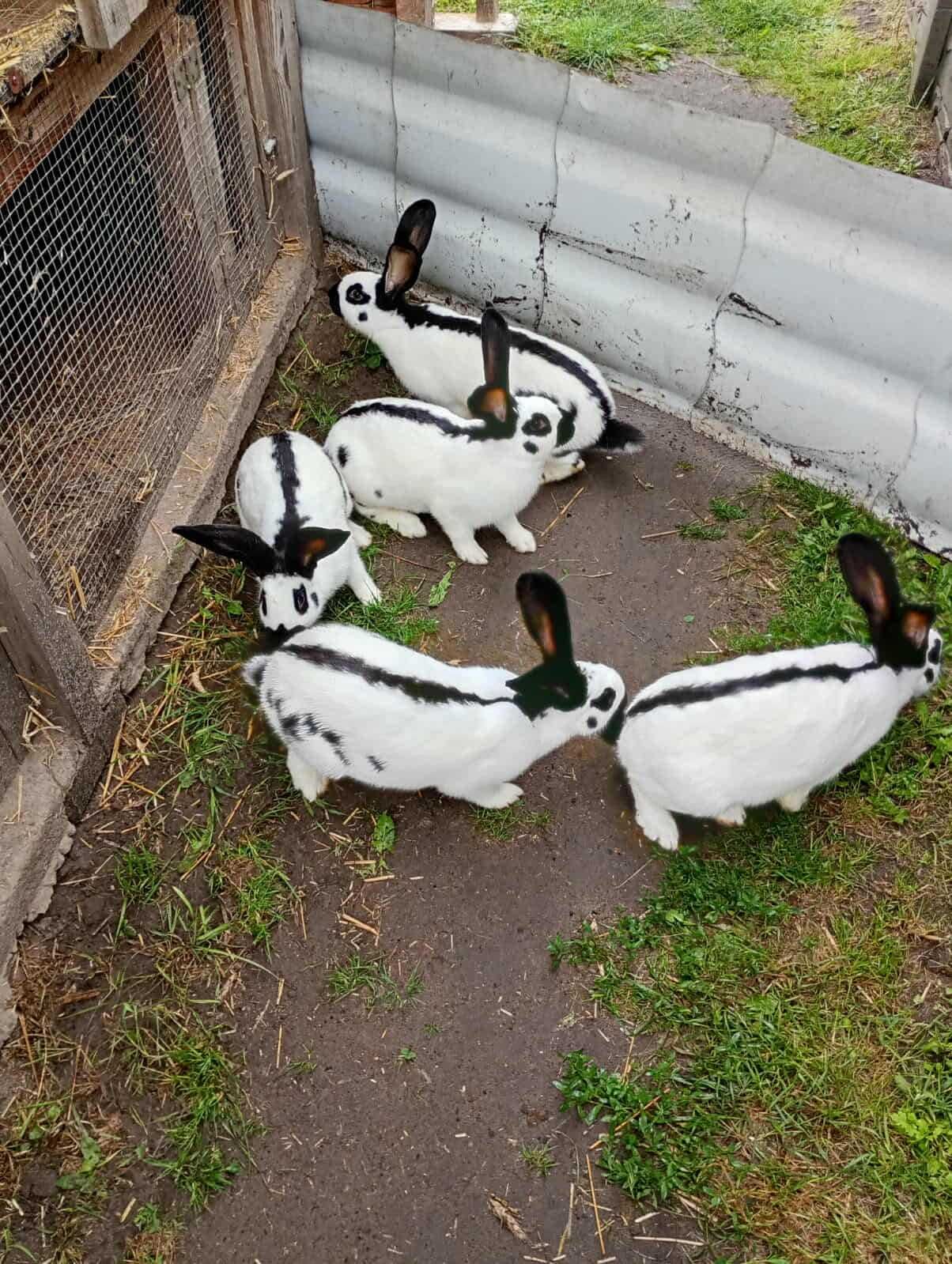 rasowy srokacz niemiecki czarny