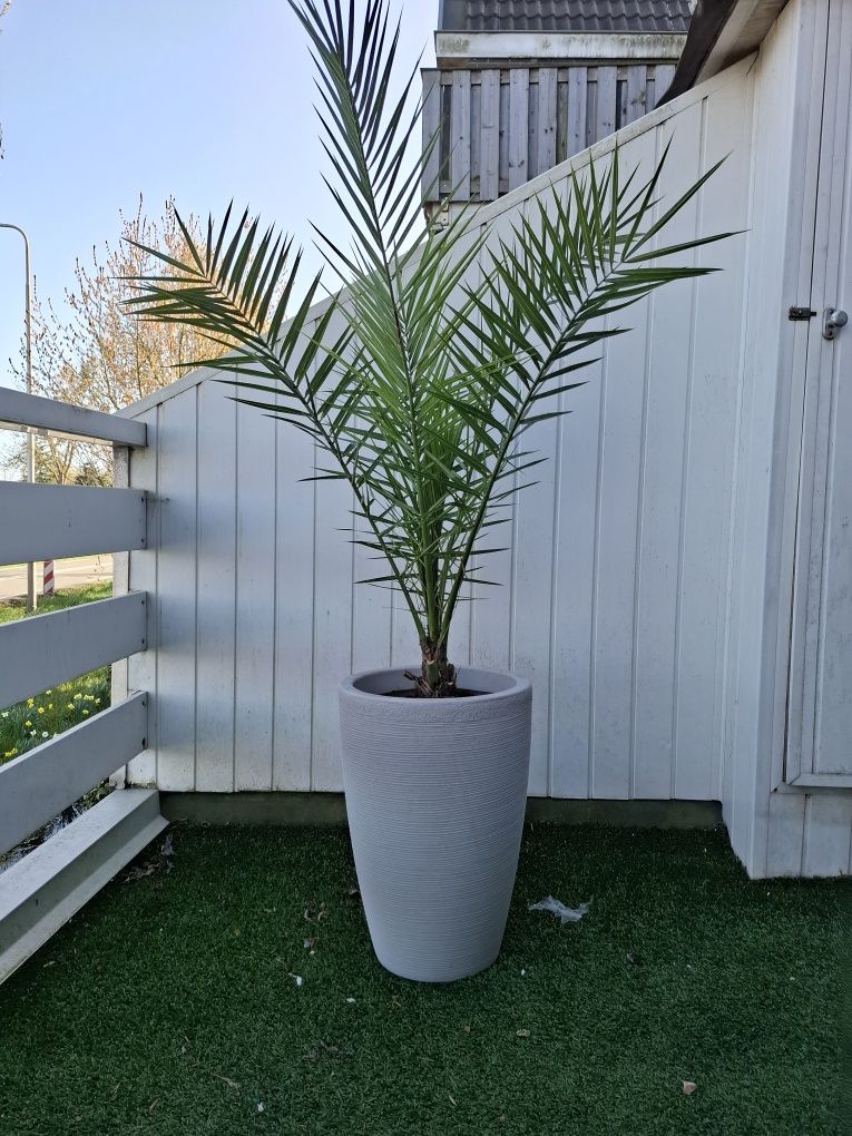 Phoenix canariensis
