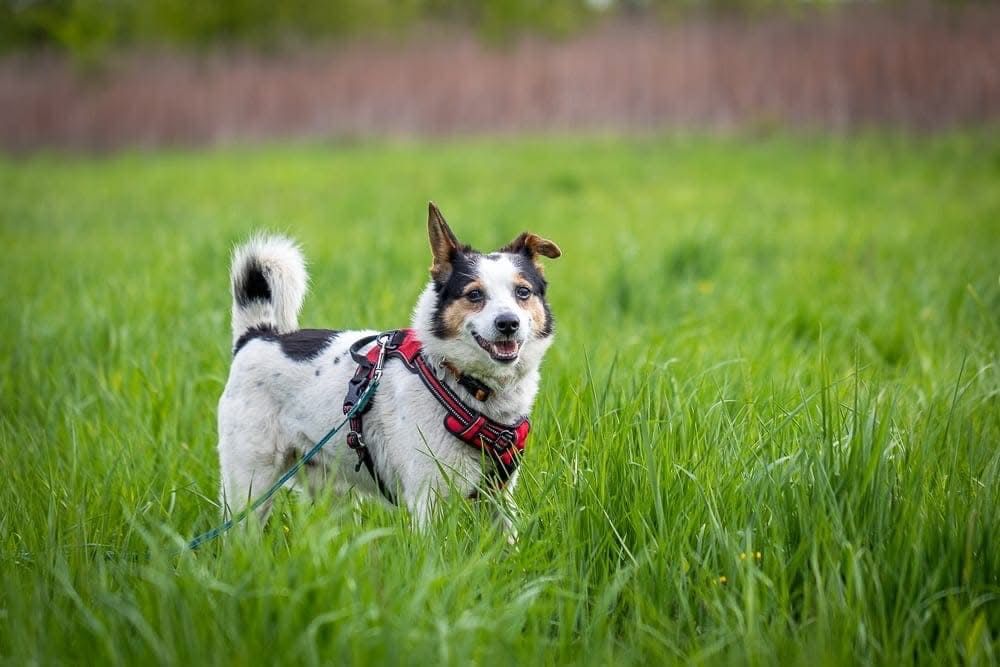 Misio – ma gadane, ma serce, szuka kanapy. Adopcja