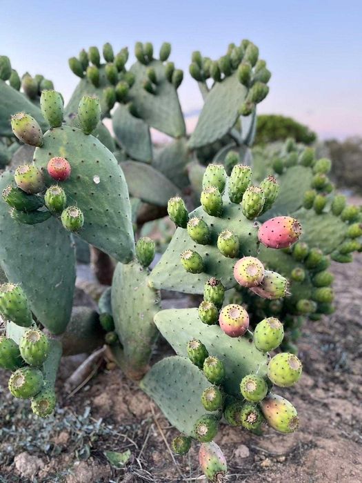 Figo da india laranja, verde e roxo