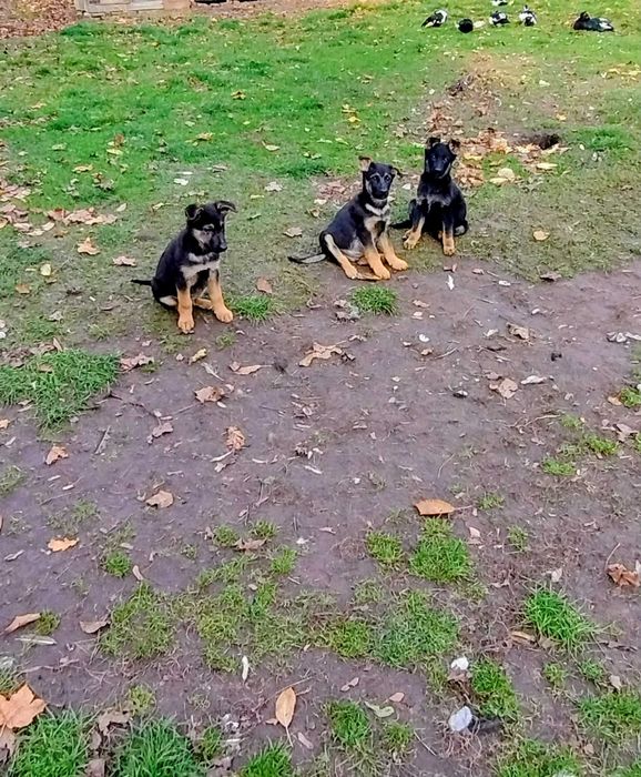 Oddam szczeniaki w dobre ręce