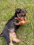 Yorkshire  terier
