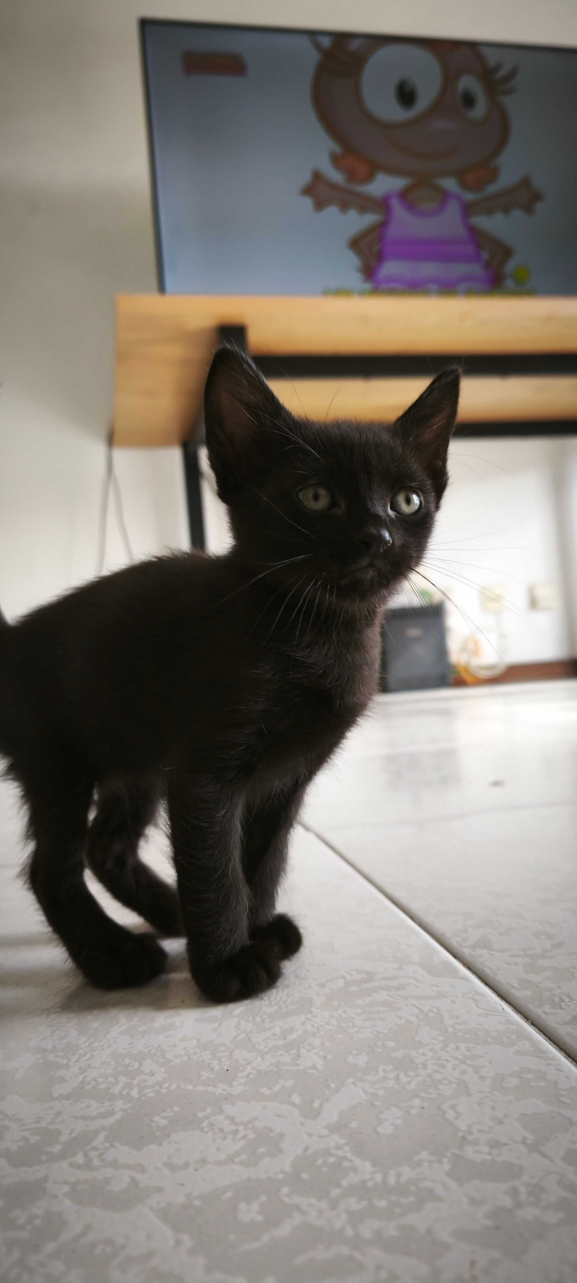Gatinhos fofos para adoção