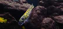 Labeotropheus trewavasae Border MC / OB