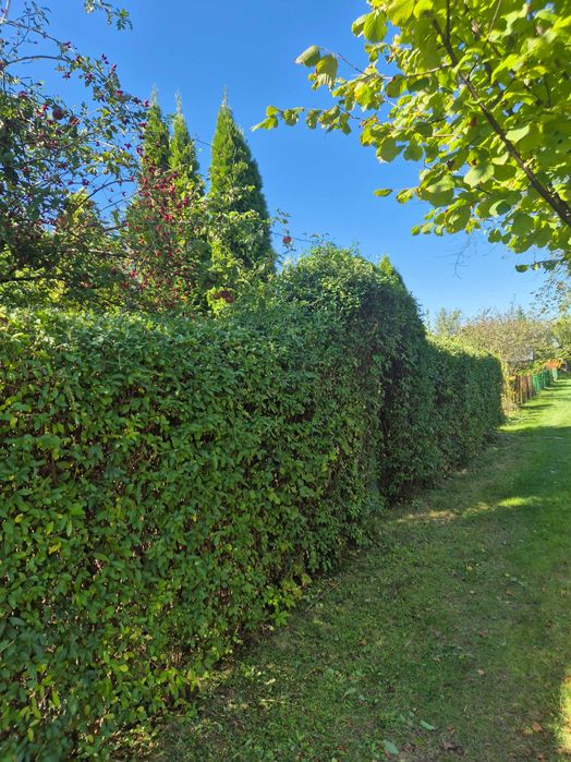 Sprzedam ogródek działkowy ROD Słoneczne w Zabrzu