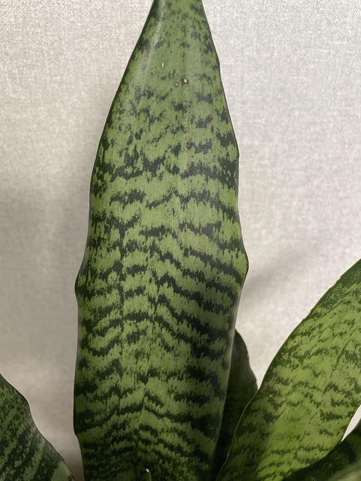 Продам паростки Сансевієрії