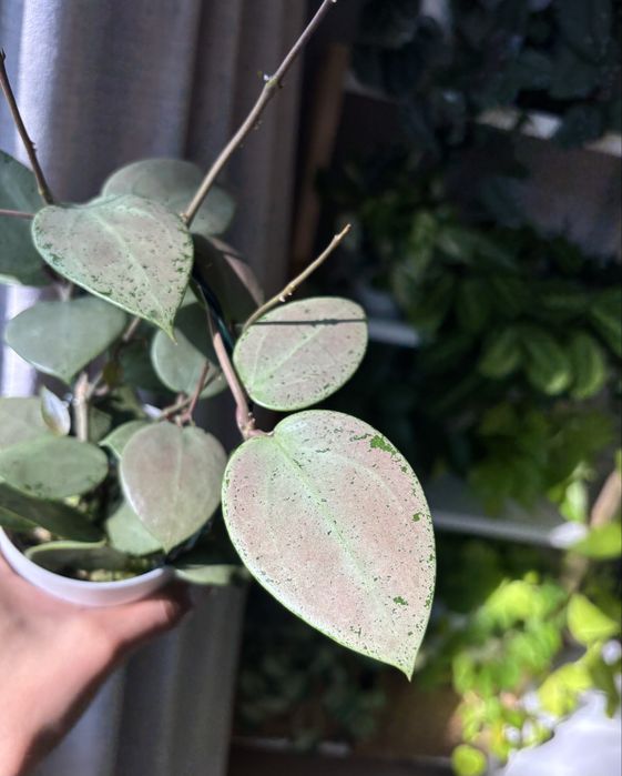 Hoya Hoja Verticillata Silver Heart 1w