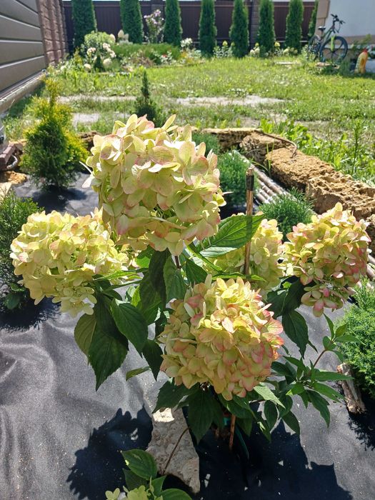 Гортензія волотиста