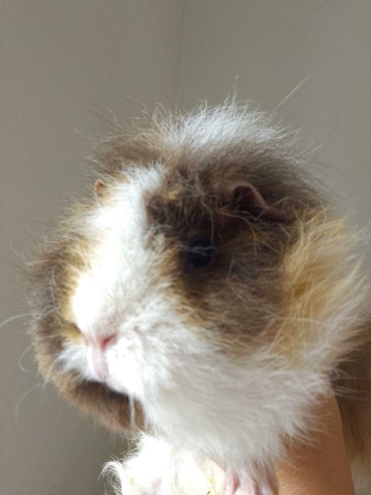 Морська свинка хлопчик кастрований