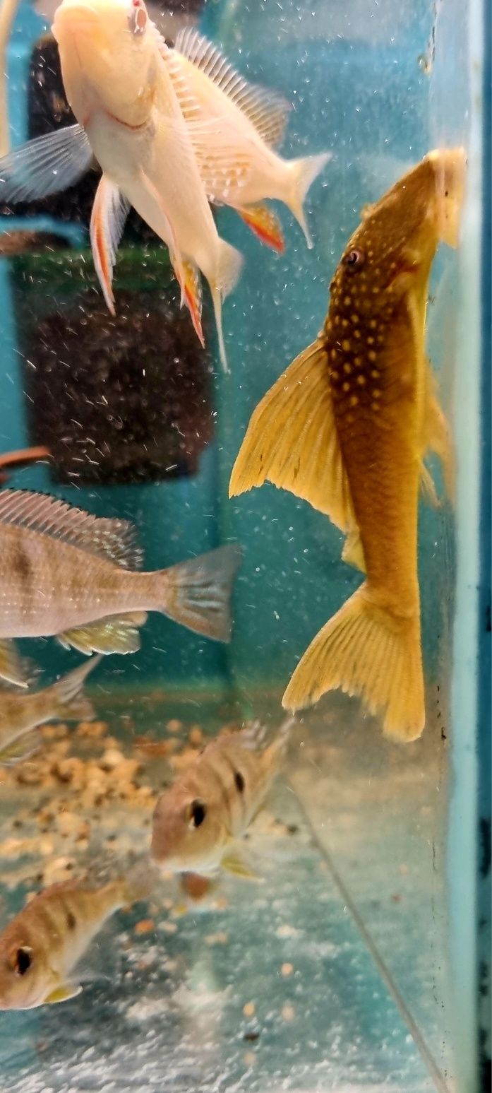 Zbrojnik L200 green phantom (Hemiancistrus subviridis) odłów f0